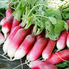 Radieschen 18 Tage - Vilmorin