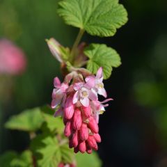 Blut-Johannisbeere King Edward VII - Ribes sanguineum