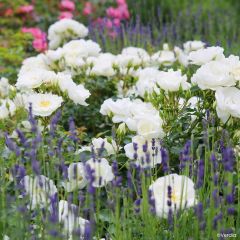 Rosa Schneeflocke (Opalia) - Rambler-Rose