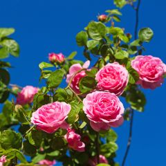Rosa Constance Spry - Englische Rose