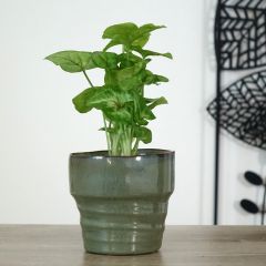 Purpurtute - Syngonium Golden Allusion