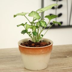 Purpurtute - Syngonium Snow White - Patte d'oie