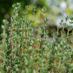Thymus vulgaris - Echter Thymian