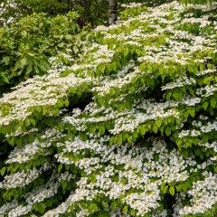 Japanischer Schneeball Mariesii Great Star - Viburnum plicatum