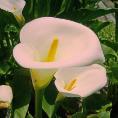 Zantedeschia aethiopica Pink Mist - Zimmercalla