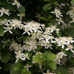 Clematis flammula terniflora - Waldrebe