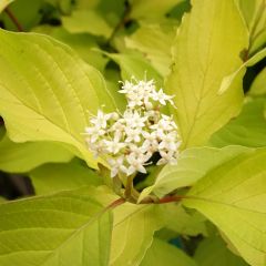Cornus alba Aurea - Tatarischer Hartriegel