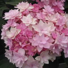 Hydrangea macrophylla You and Me Romance - Bauernhortensie