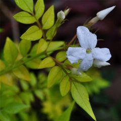 Jasminum officinalis Aureum - Echte Jasmin