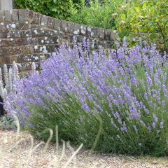 Lavandula angustifolia Munstead - Echter Lavendel