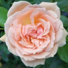 Rosa Garden of Roses - Beetrose