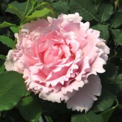 Rosa Sophie Rochas - Edelrose