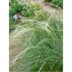 Stipa capillata - Federgras