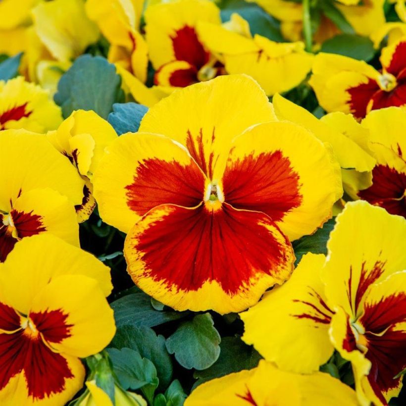 Stiefmütterchen Prim Up Yellow Red Blotch (Kulturplatte) (Flowering)