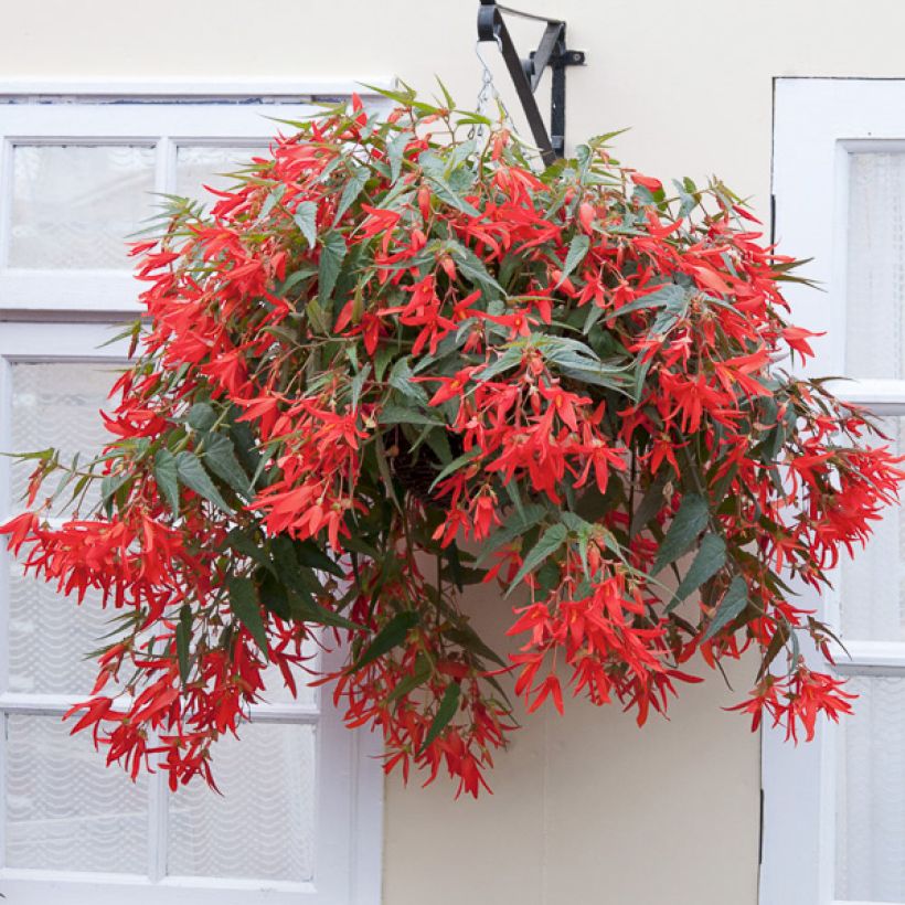 Begonie (Samen) - Begonia boliviensis (Plant habit)