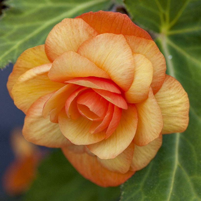 Begonie Apricot Shades Improved F1 (Samen) - Begonia (Flowering)