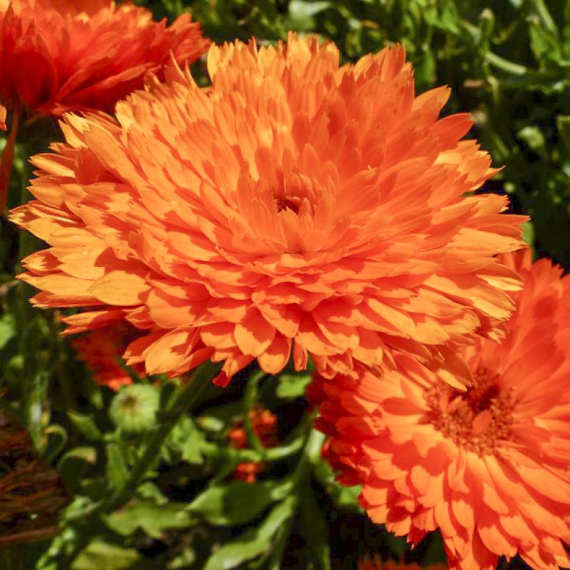 Garten-Ringelblume Candyman Orange - Calendula (Flowering)