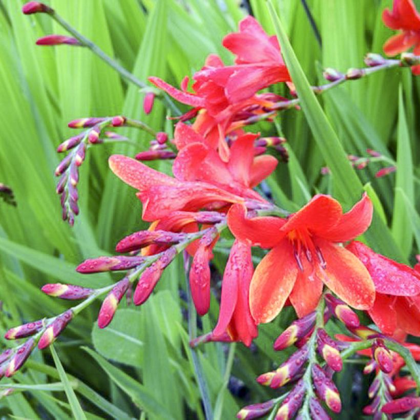 Montbretie Philippa Browne - Crocosmia (Flowering)