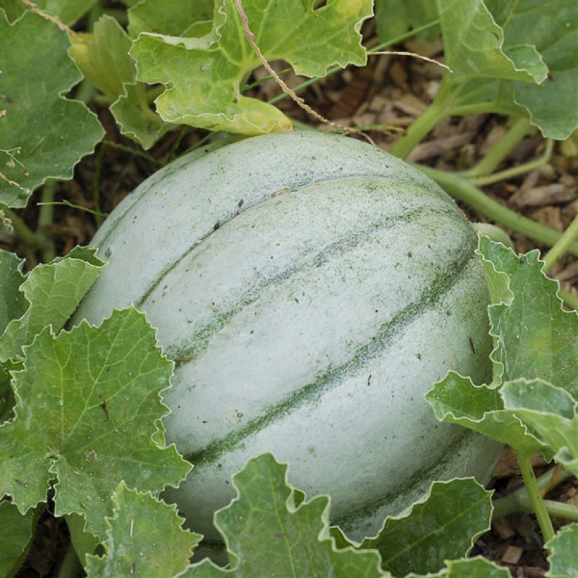 Melone Ancien Vieille France Bio - Ferme de Sainte Marthe (Harvest)