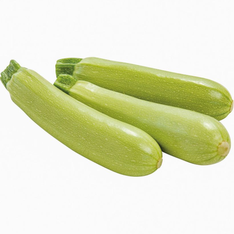 Garten-Kürbis Amalthée Bio (Harvest)