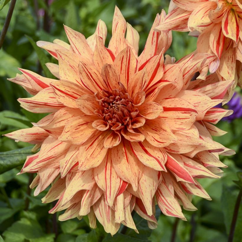 Schmuck-Dahlie Clown (Flowering)