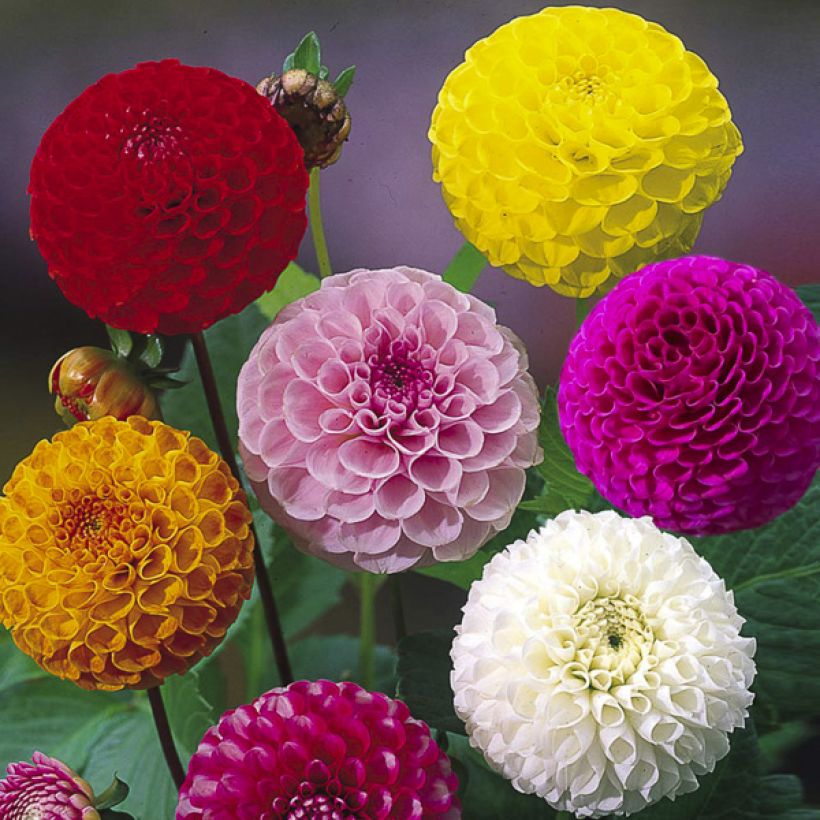 Dahliensamen Pompon Mix (Samen) (Flowering)