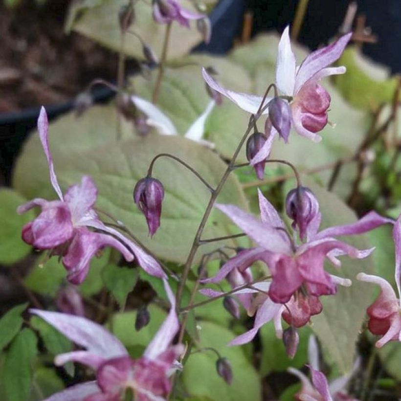 Epimedium Asiatic hybrids - Elfenblume (Flowering)