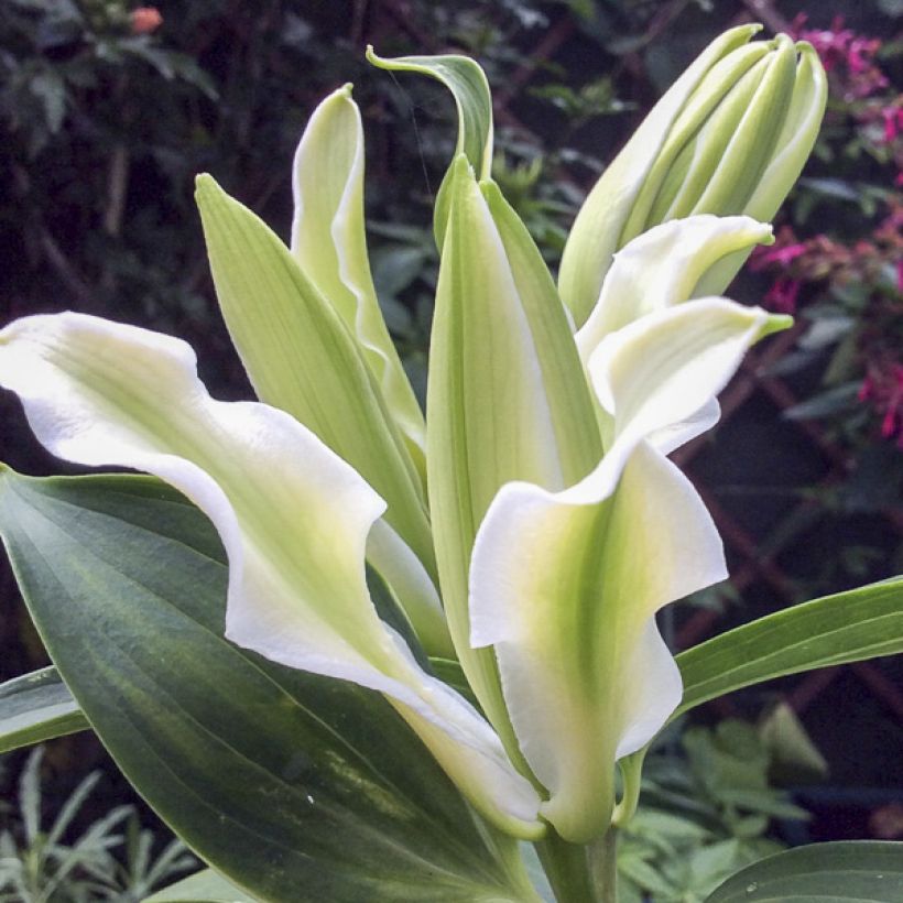 Orientalische Lilie Polar Star - Lilium oriental (Flowering)