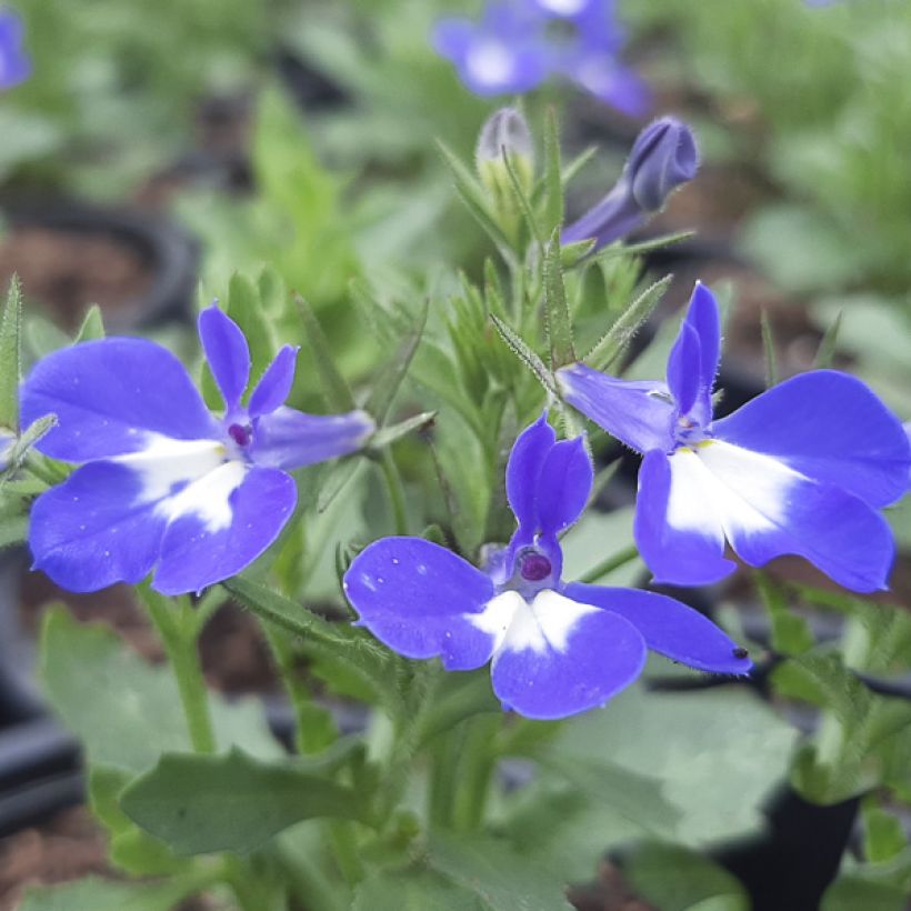 Lobelia erinus pendula Hot Bavaria - Lobelie (Flowering)