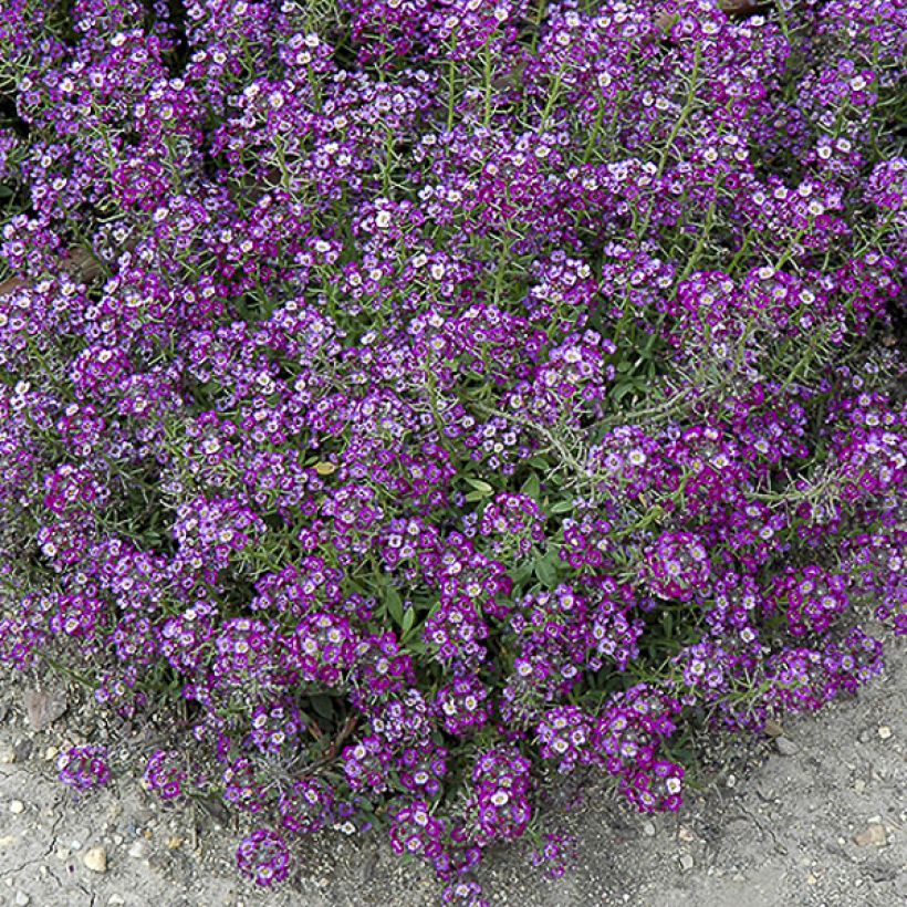 Strand-Silberkraut Oriental Nights (Samen) - Lobularia (Flowering)