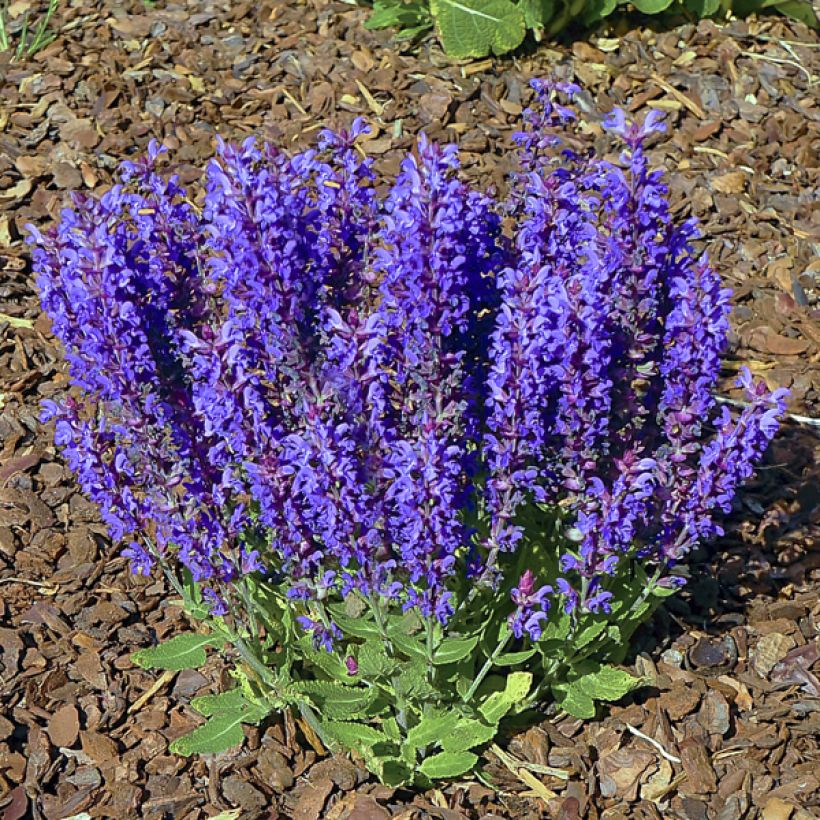 Salvia nemorosa Blue Bouquetta - Steppen-Salbei (Plant habit)