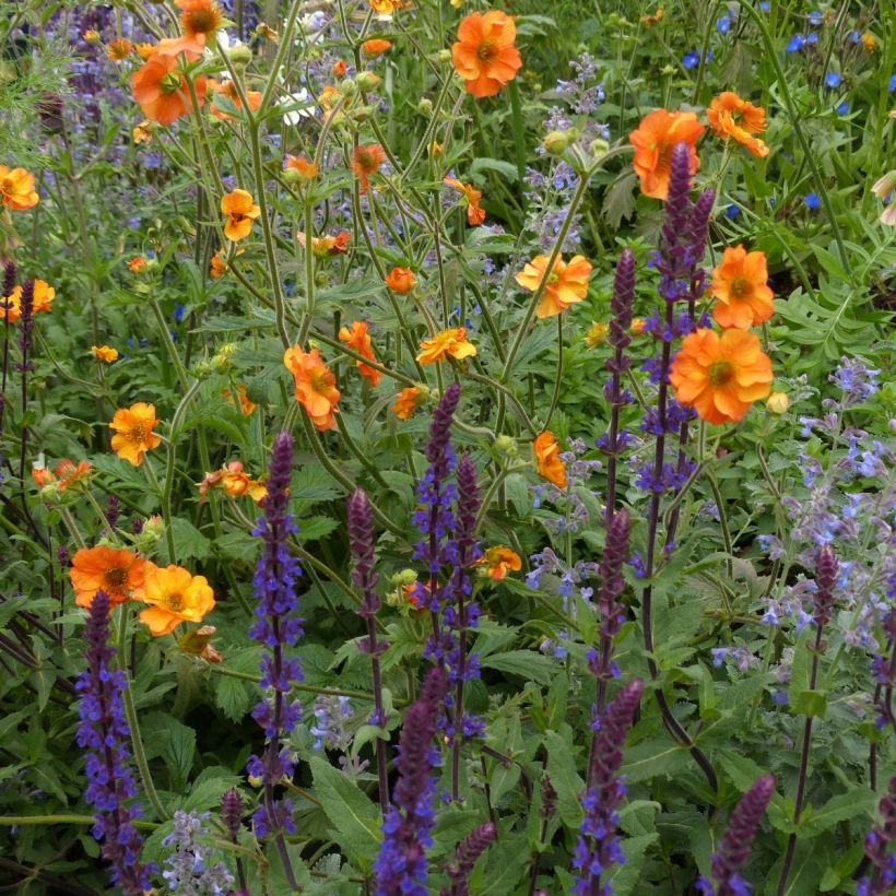 3 unverzichtbare Stauden für den Sommer (Blüte)