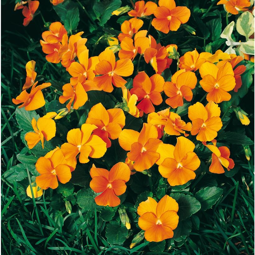 Horn-Veilchen F1 Penny Orange (Flowering)