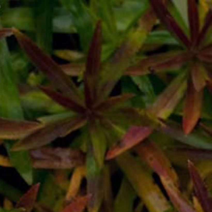 Achillea ptarmica Nana Compacta - Sumpf-Schafgarbe (Foliage)
