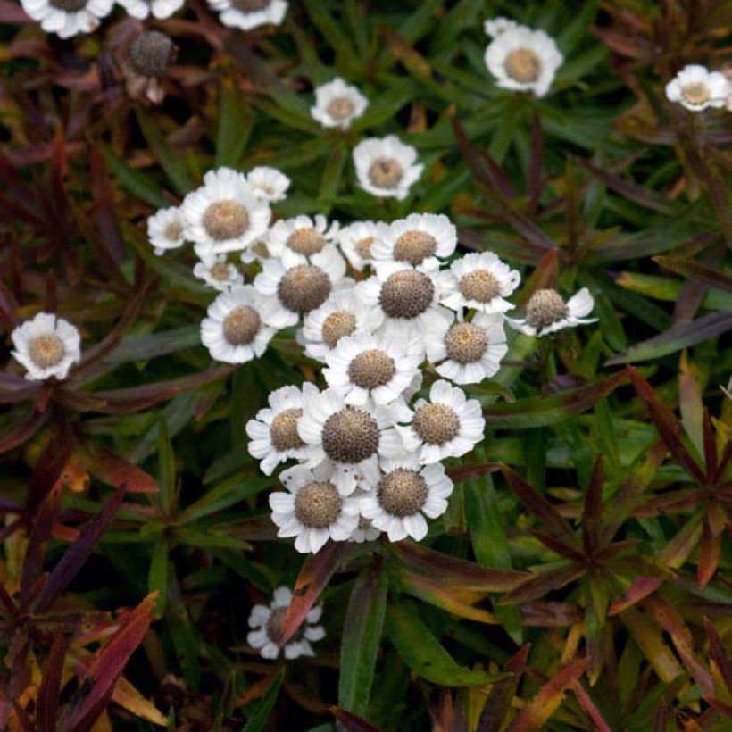 Achillea ptarmica Nana Compacta - Sumpf-Schafgarbe (Plant habit)