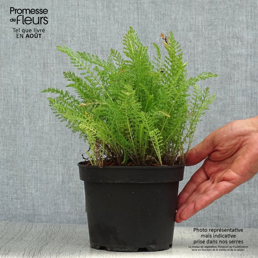 Example of Achillea millefolium Summer Pastel - Gemeine Schafgarbe Topf mit 2L/3L as you get in ete