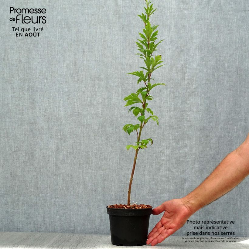 Example of Aconitum carmichaelii Arendsii - Herbsteisenhut Topf mit 2L/3L as you get in ete