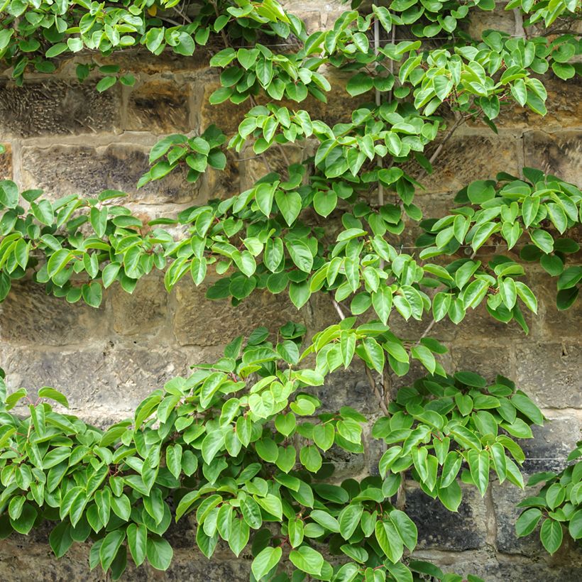 Actinidia arguta Romeo - Zwerg Kiwi (Plant habit)