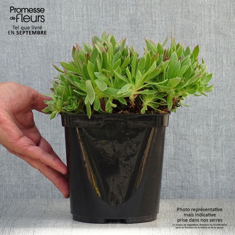 Example of Aeonium arboreum Cornish Tribute Topf mit 3L/4L as you get in automne