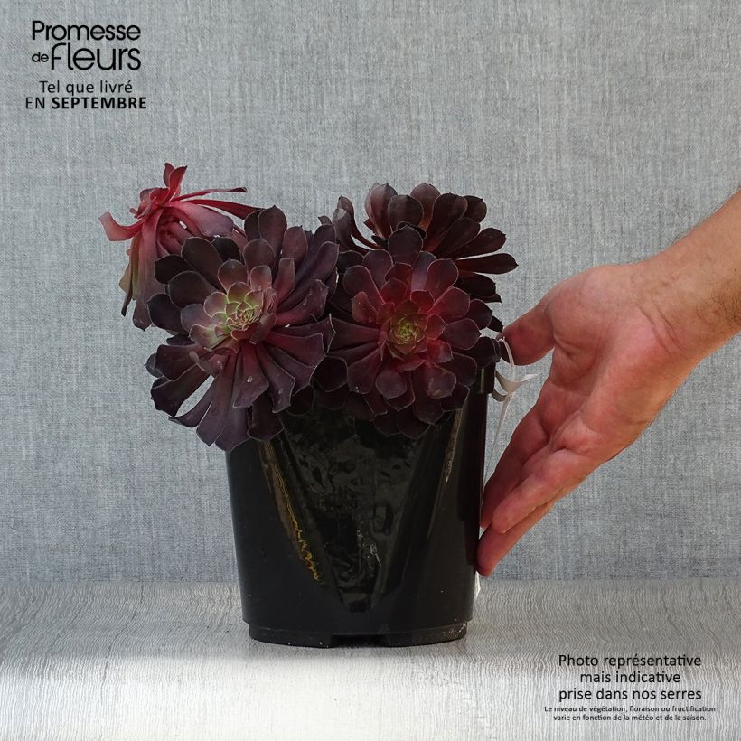 Example of Aeonium arboreum Tip Top Topf mit 3L/4L as you get in automne