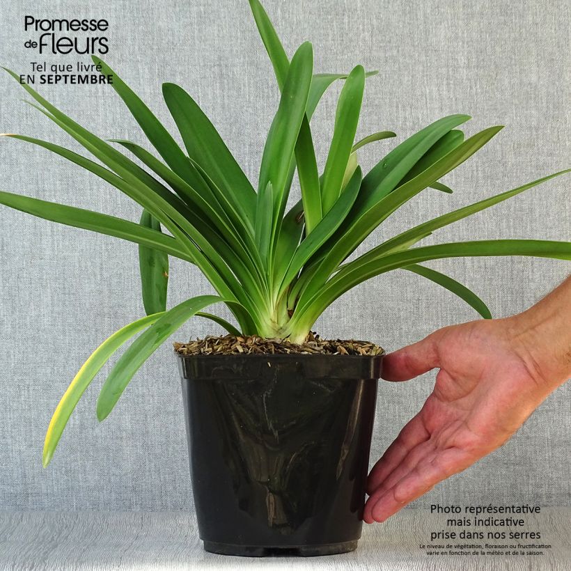 Example of Agapanthus praecosubsp. orientalis Full Moon - Schmucklilie Topf mit 2L/3L as you get in automne