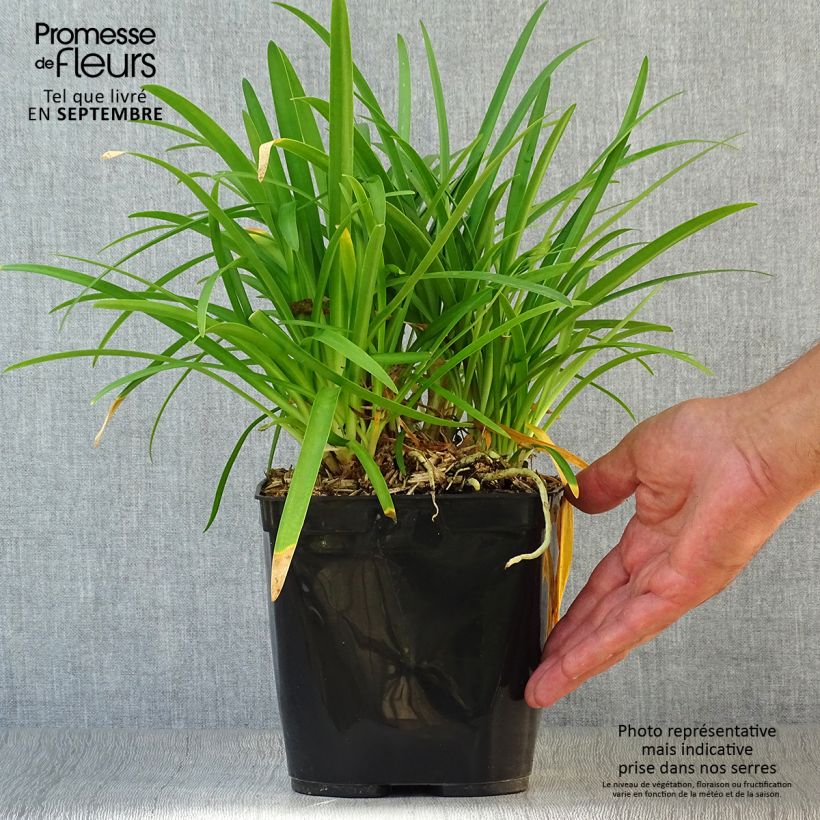 Example of Agapanthus Vallée de la Romanche - Schmucklilie Topf mit 2L/3L as you get in automne