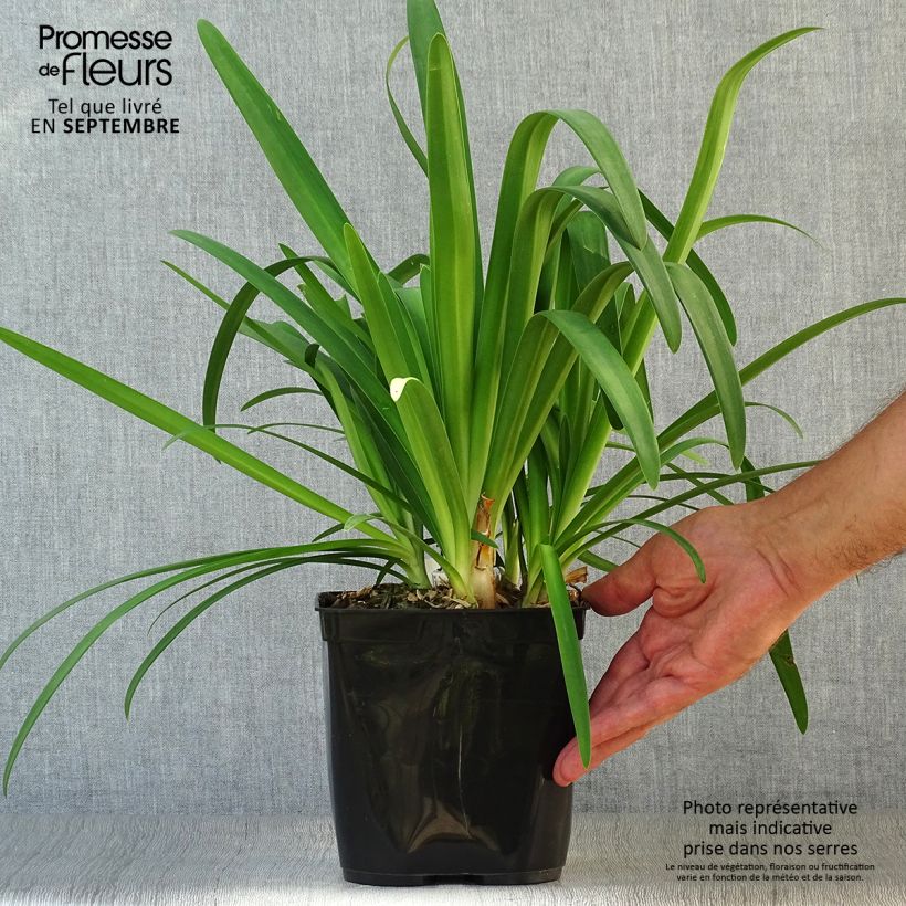 Example of Agapanthus Vallée de la Sarthe - Schmucklilie Topf mit 2L/3L as you get in automne