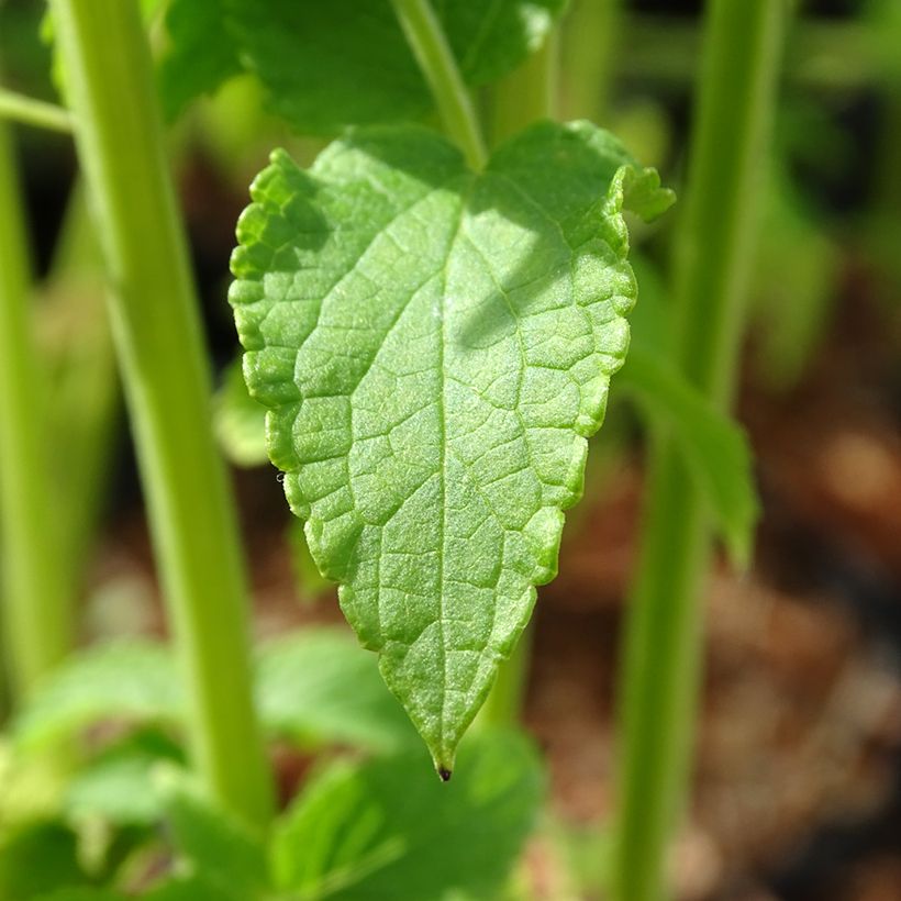 Agastache rugosa Alabaster - Duftnessel (Foliage)