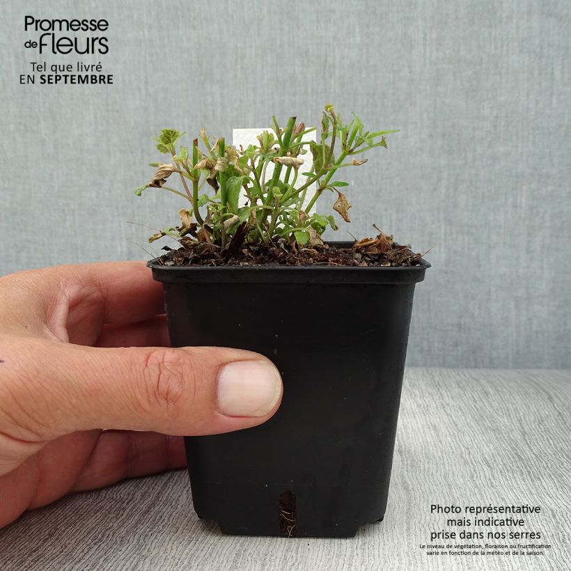 Exemplar von Agastache aurantiaca Apricot Sprite - Agastache dorée Godet de 8/9 cm wie im Herbst geliefert