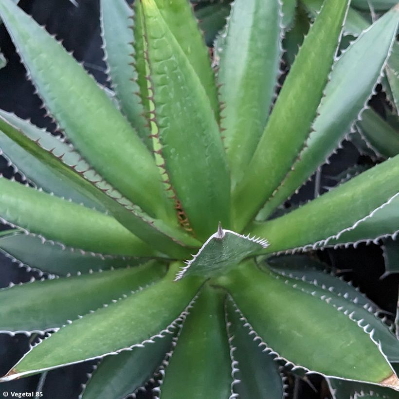 Agave horrida (Laub)