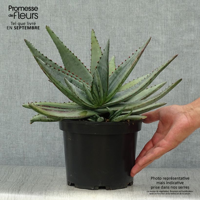 Example of Aloe conifera Twirl - Aloe Topf mit 3L/4L as you get in automne