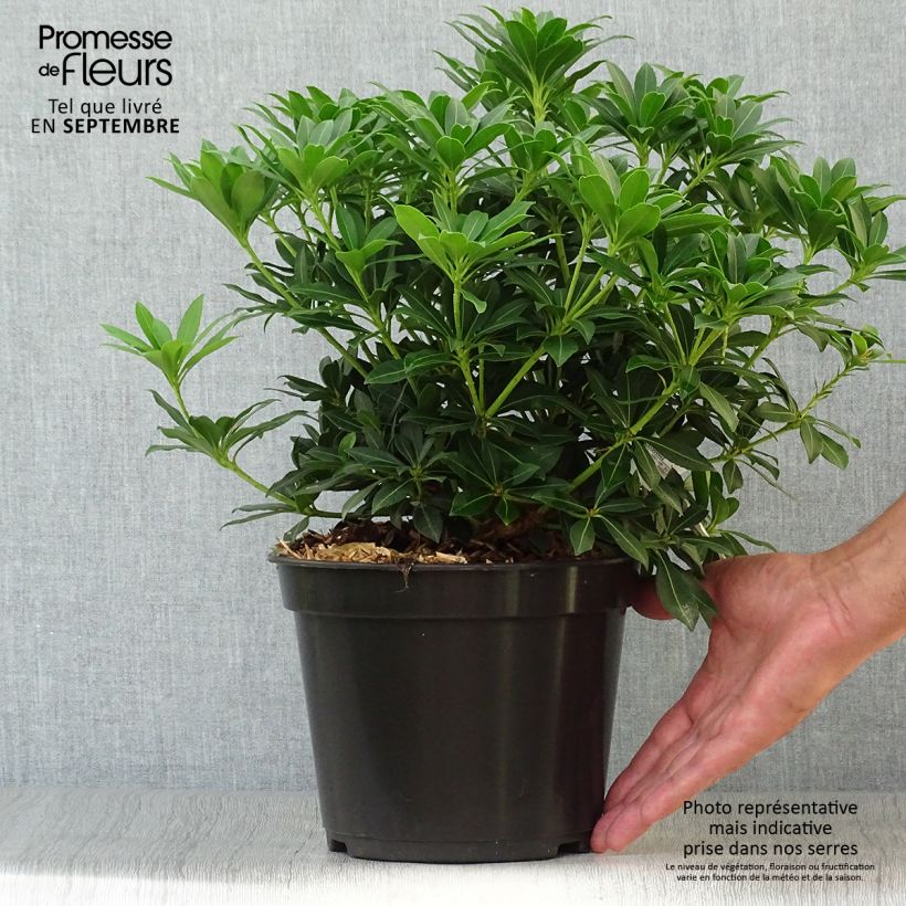 Example of Schattenglöckchen Sarabande - Pieris japonica Topf mit 3L/4L as you get in automne