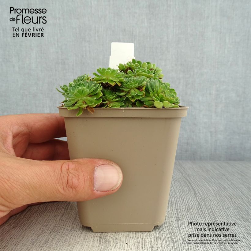 Example of Androsace sarmentosa - Himalaya-Mannsschild Kleine Töpfe von 8/9 cm as you get in automne