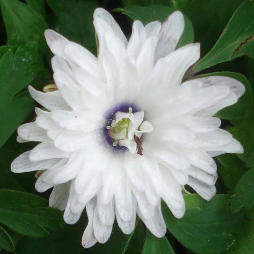 Anemone nemorosa Blue Eyes - Busch-Windröschen (Flowering)